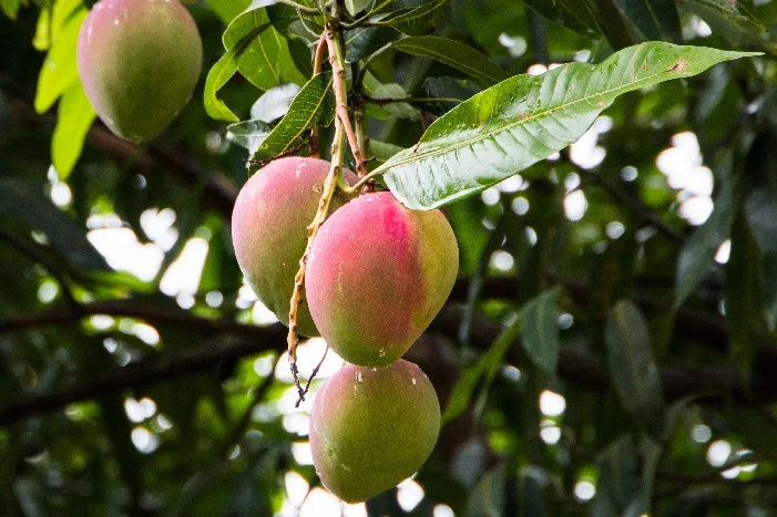 Drei Mangos an einem Ast